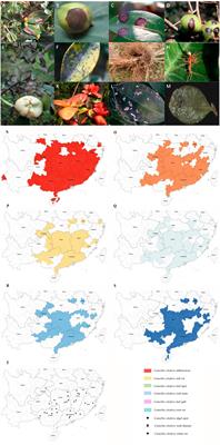 Research progress and management strategies of fungal diseases in Camellia oleifera